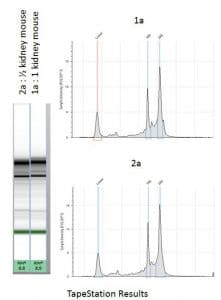 RNA extracted from whole mouse kidneys